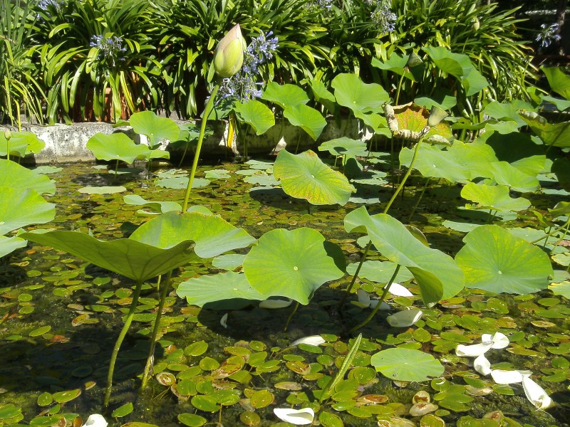 Bogarub-nelumbo-nucifera-3