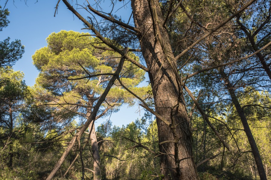 Bois des Aresquiers, Vic-la-Gardiole, Hérault 10
