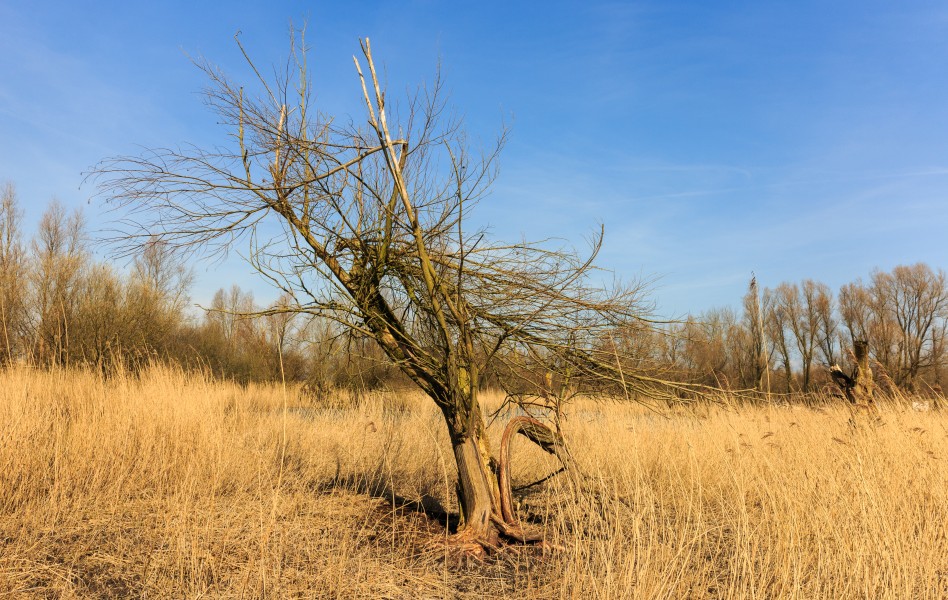 Bomen hebben het moeilijk in het winderige klimaat op de voormalige zeebodem. Locatie, Oostvaardersplassen