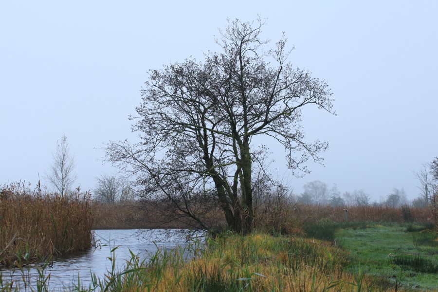 Bomengroep aan waterkant in It Wikelslân