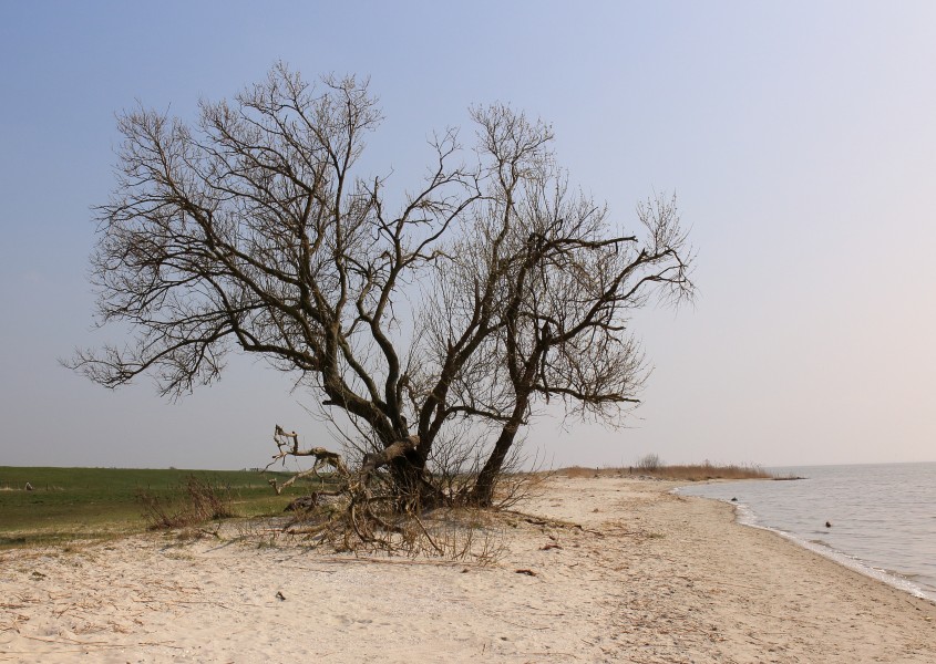 Boom aan IJsselmeerkust. Locatie Mirnser Klif 02