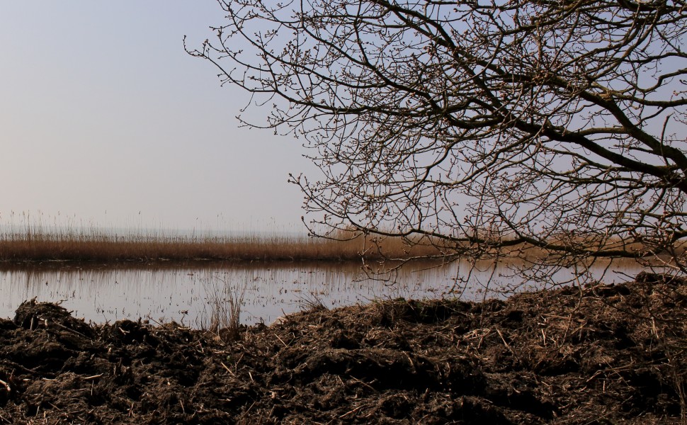 Boom aan IJsselmeerkust. Locatie Mirnser Klif 03
