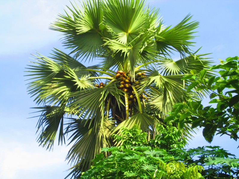 Borassus flabellifer fruit on tree