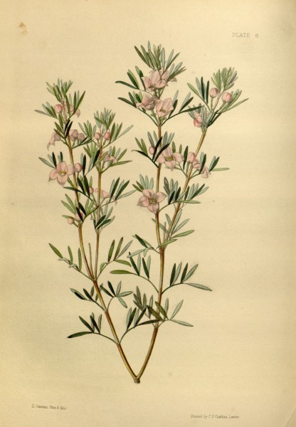 Boronia tetrandra Paxton 8