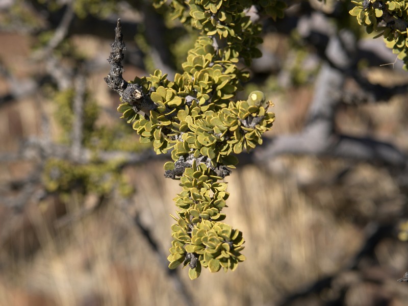 Boscia foetida