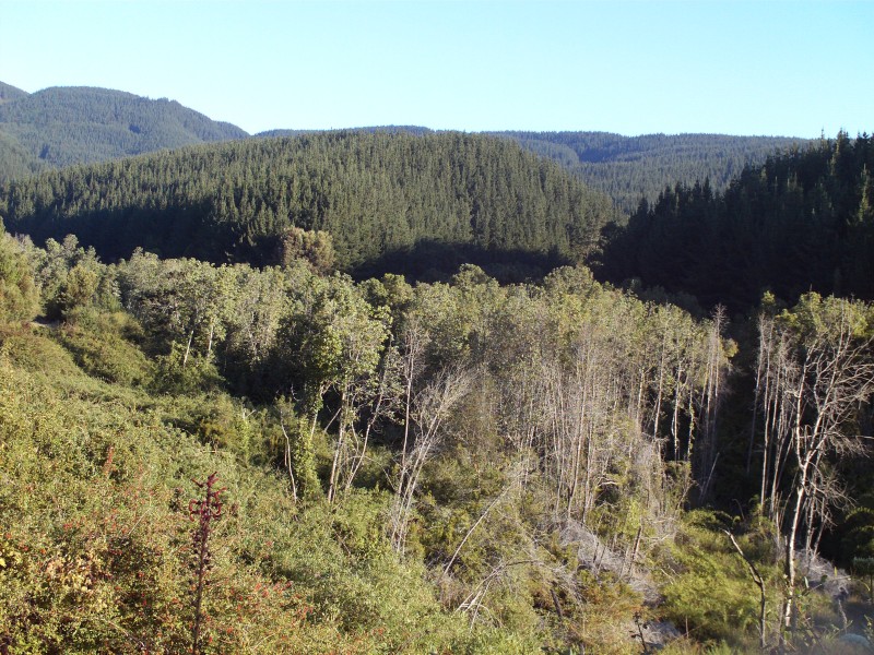Bosque nativo Lomas Coloradas - panoramio