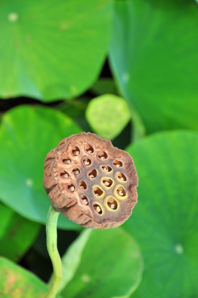 Botanischer Garten der Universität Zürich - Nelumbo nucifera 2010-08-24 17-55-50