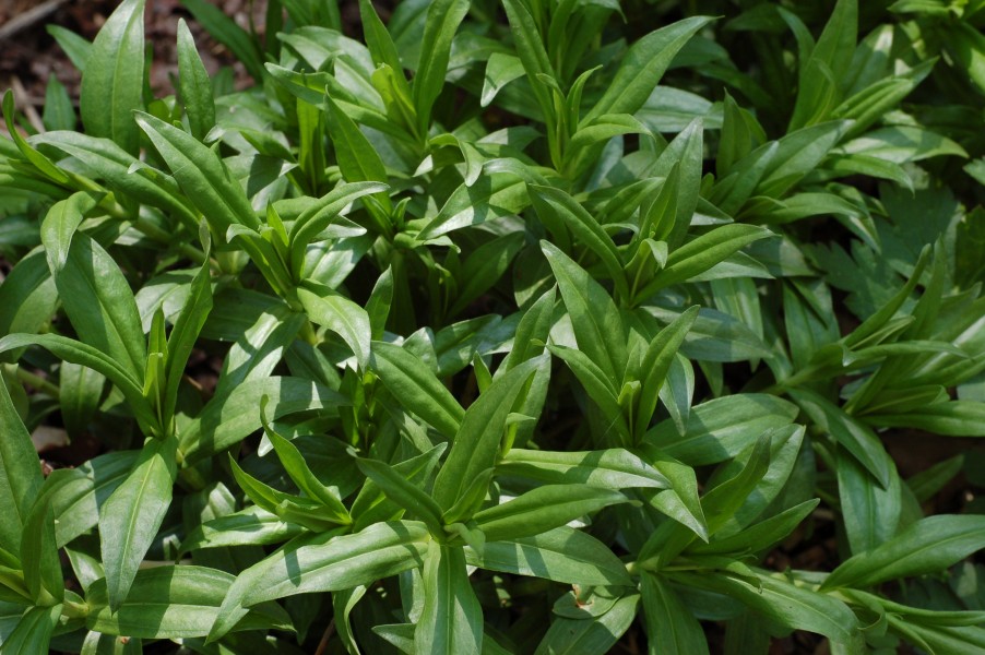 Bottle Gentian Gentiana clausa Leaves 3008px