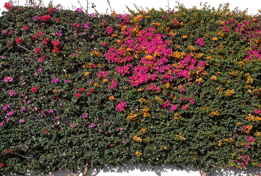 Bougainvillea 001