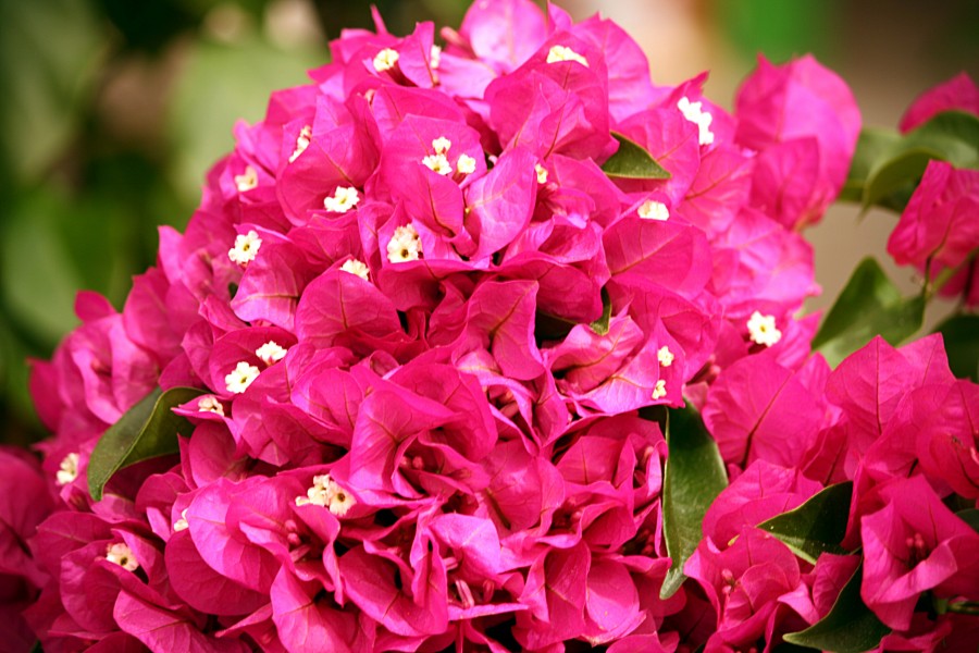 Bougainvillea flowers 4102