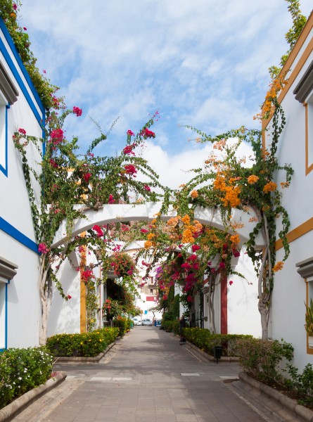 Bougainvilleas - Puerto de Mogán - 05