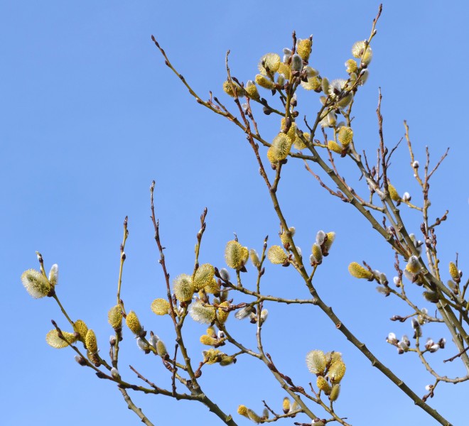 Branches of salix caprea in Gåseberg