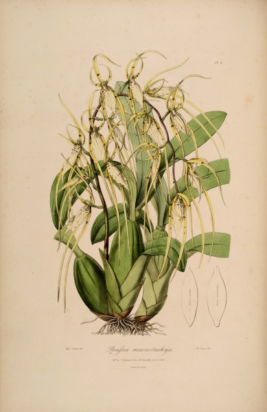 Brassia macrostachya (= lanceana) - Sertum - Lindley pl. 6 (1838)