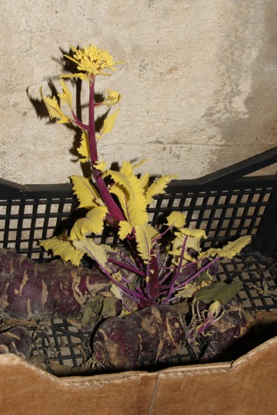 Brassica oleracea gongylodes without sun