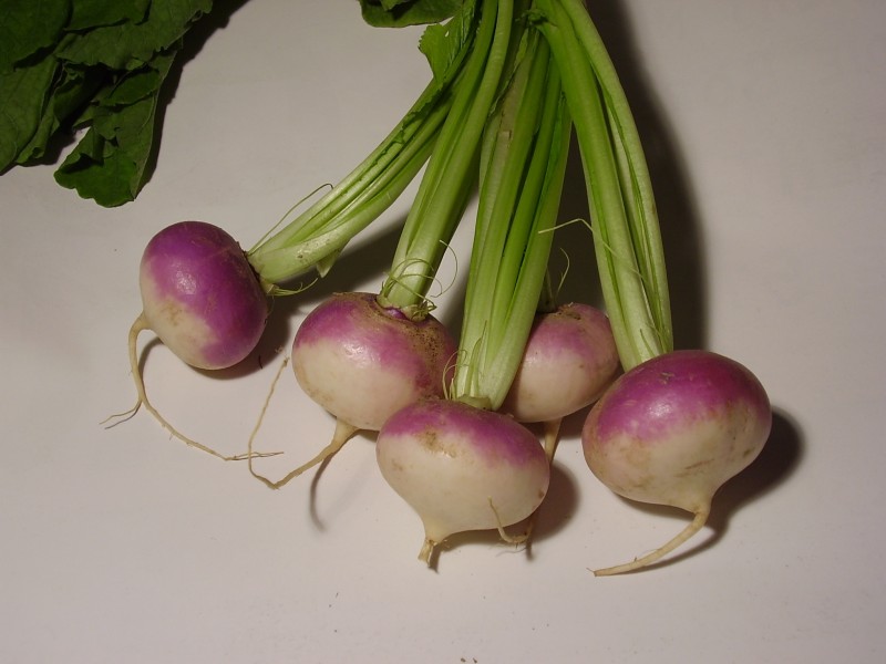 Brassica rapa turnip