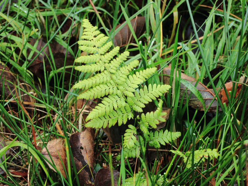 Brede stekelvaren (Dryopteris dilatata) in Wikelslân