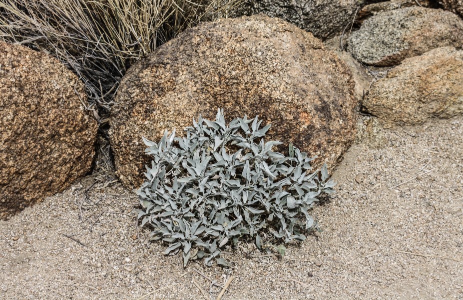 Brittlebush 01