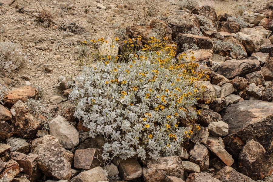 Brittlebush 02