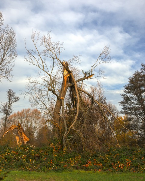 Broken tree 01