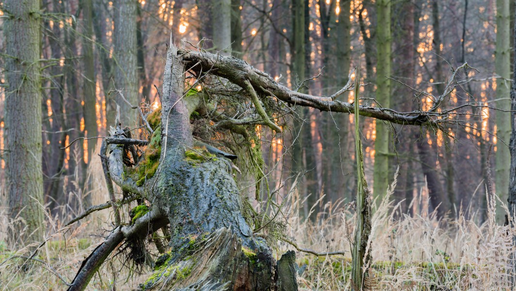Broken tree against the sunset