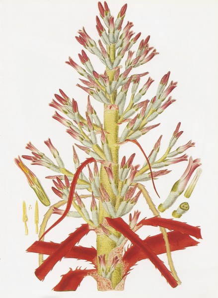 Bromelia antiacantha RHS