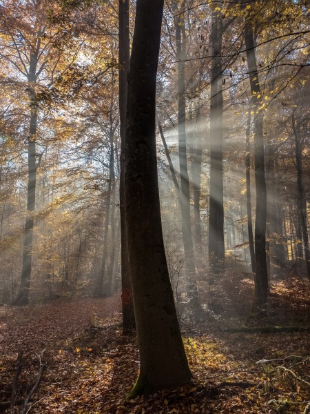 Bruderwald-Herbst-026375