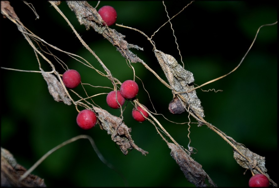 Bryonia dioica Lille 7