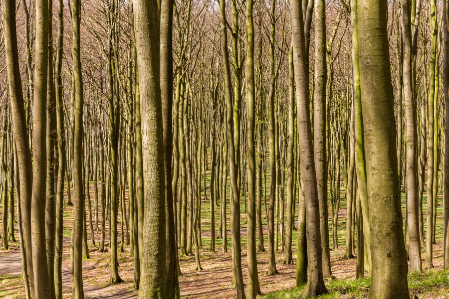 Buchenwald, Nationalpark Jasmund, Rügen, 170422, ako