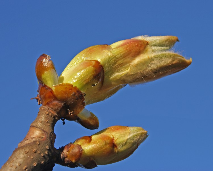 Buds (2434763968)