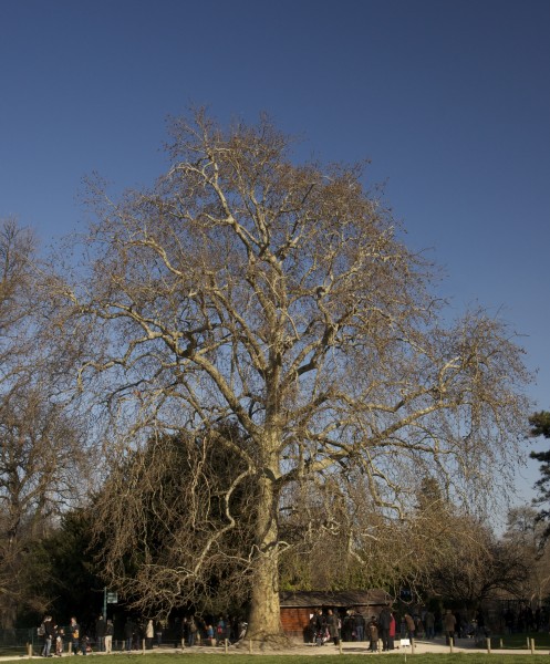 Buffon's plane tree winter MNHN