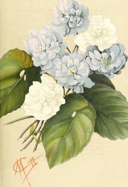 Bulletin de la Socit d'horticulture de Genve (1868-) (19809198044)