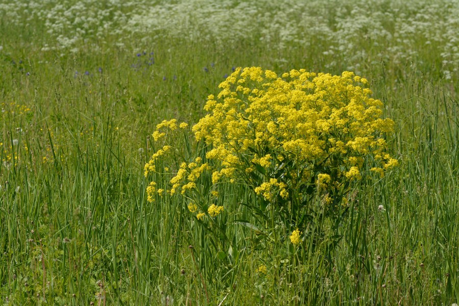 Bunias orientalis - Rakvere raibe