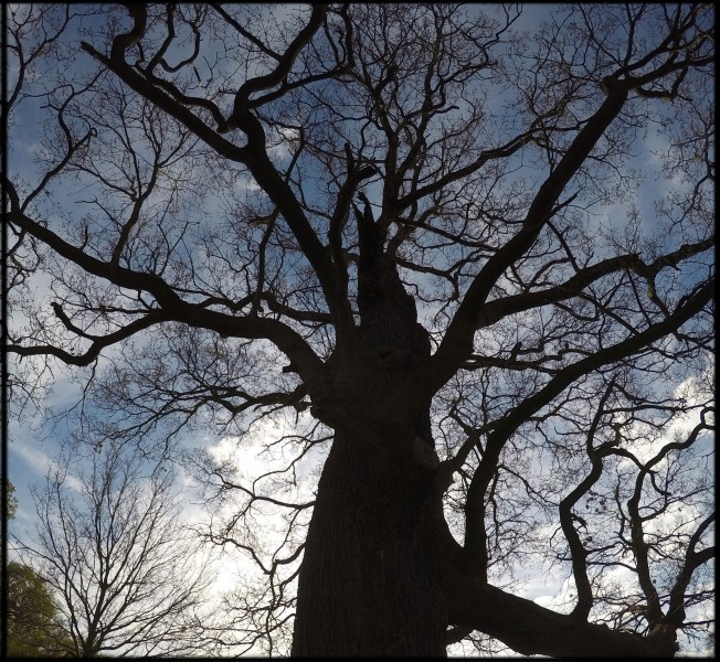 Burghley House Park landscape april 2017 36