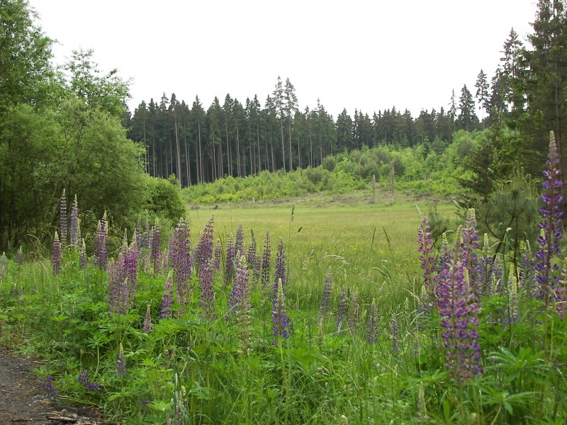 Burgwald 031