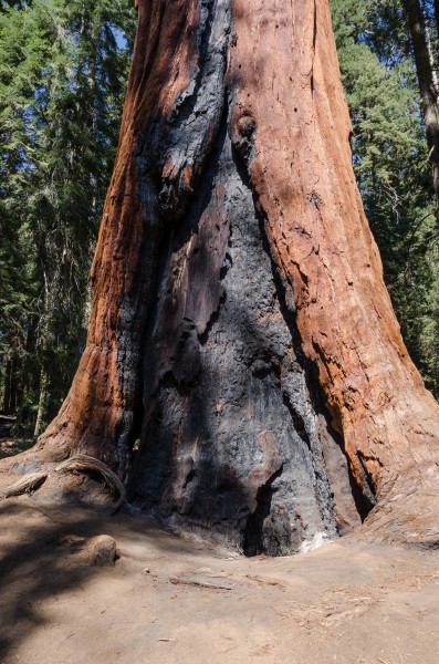 Burnt lower trunk of a giant sequoia 2013