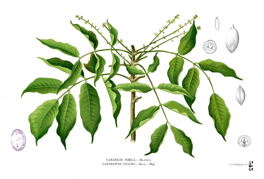 Burseraceae sp Blanco2.343