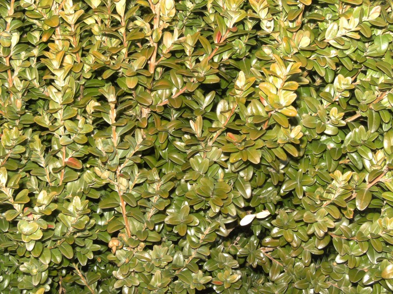 Buxus-sempervirens0815