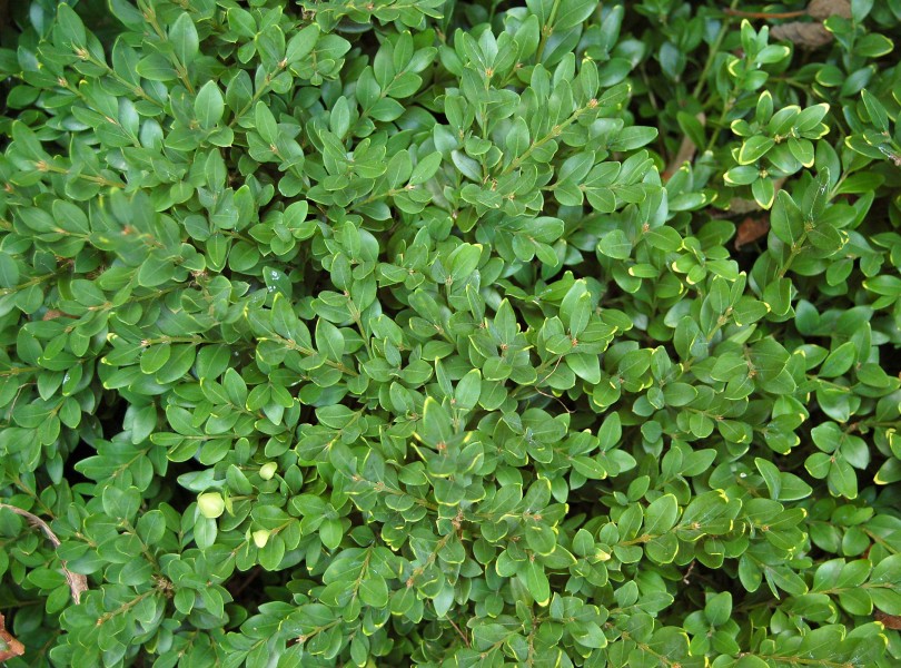 Buxus 'Green Velvet' Plant 2700px