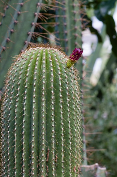 Cactaceae Cereus grandialata with flower