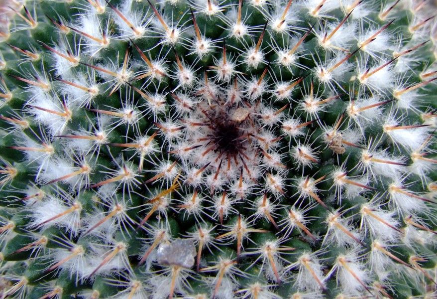 Cactus (3293336472)