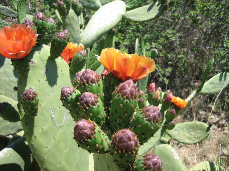 Cactus flowers1