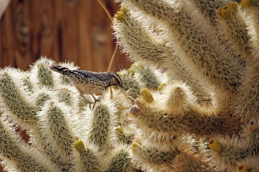 Cactus wren (Campylorhynchus brunneicapillus) building a nest - 12938396024
