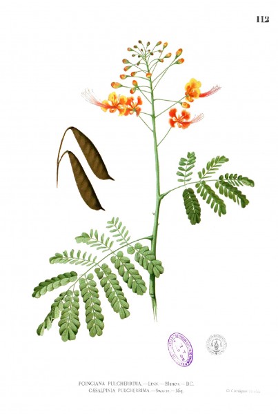 Caesalpinia pulcherrima Blanco1.112