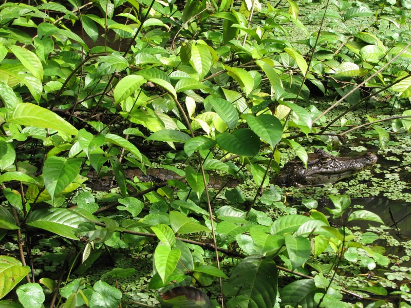 Caiman crocodilus Costa Rica 1