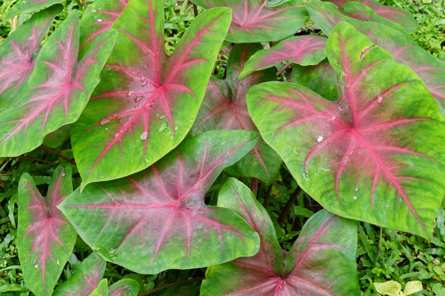 Caladium 00329