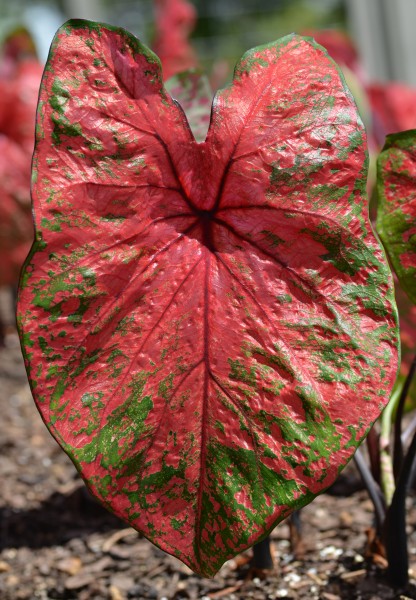 Caladium 'Fireworks' Leaf