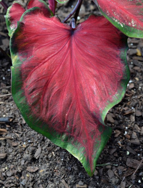 Caladium 'Heart's Delight' Leaf