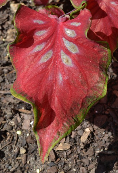 Caladium 'Sangria' Leaf