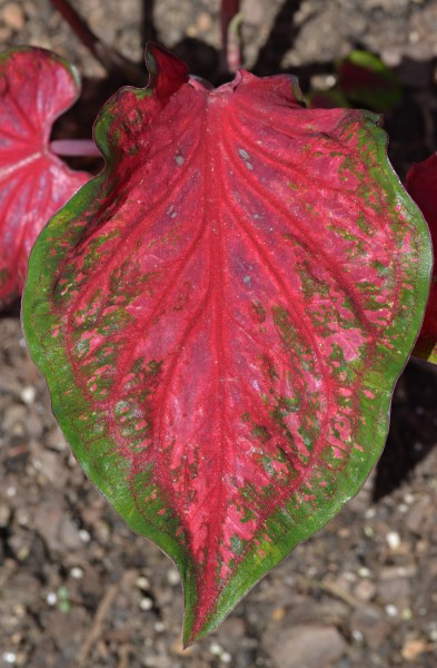 Caladium 'Scarlet Flame' Leaf