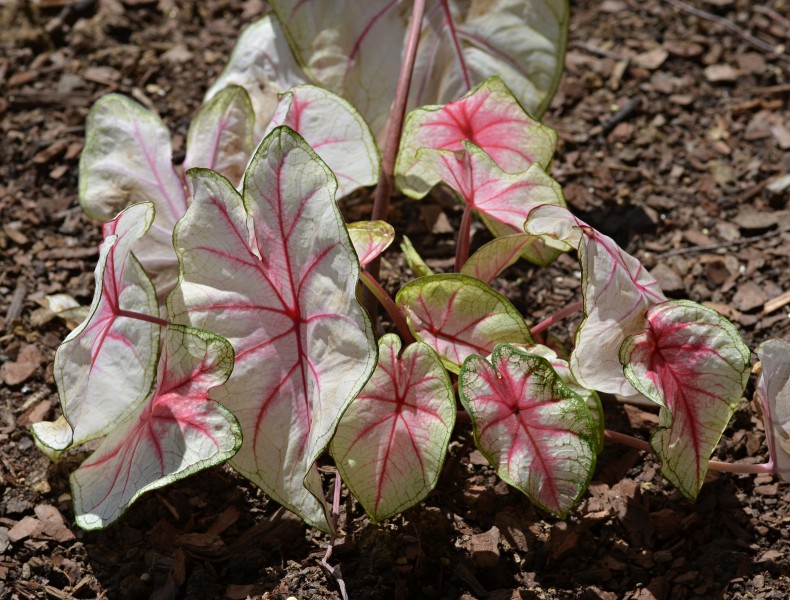 Caladium 'Summer Breeze' Leaves
